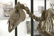 museo di anatomia comparata bologna 8-2022 4662
